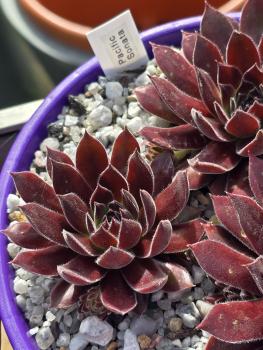 Preview: Pacific Sonata