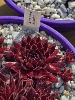 Preview: Pacific Knight