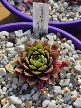 Pacific Country Cousin