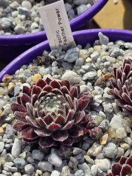 Pacific Feather Power