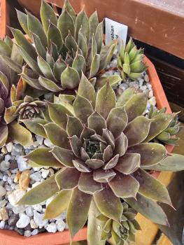 Preview: Arabian Gold