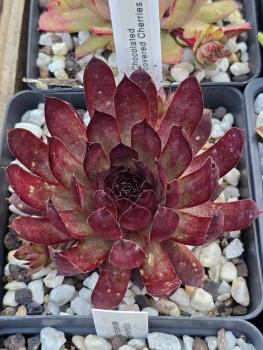 Chocolate covered Cherries