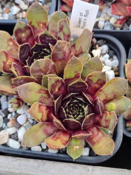 Queen of Rock´n Roll