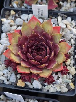 Preview: Purple Moon