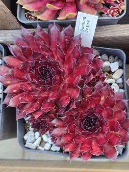 Preview: Burning Desire