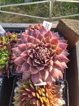 Preview: Gruaud Larose