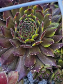 Preview: Isaac Dyson