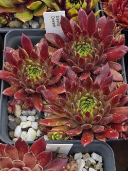 Preview: Devils Dream