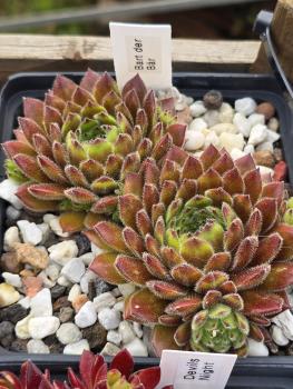 Preview: Bart der Bär