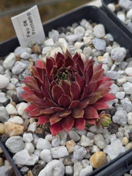 Preview: Feu de Printemps