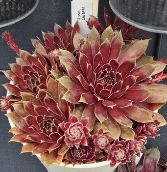 Preview: Rose Quartz