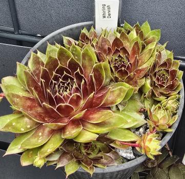 Preview: Whirling Dervish