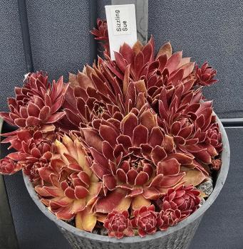 Preview: Sizzling Sue