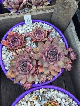 Preview: Andinn Purpur