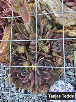 Preview: Tanja´s Teddy