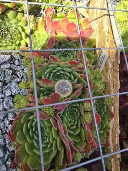 Preview: Apple Blossom