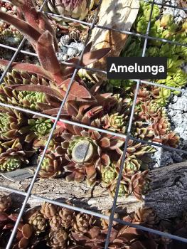 Preview: Amelunga