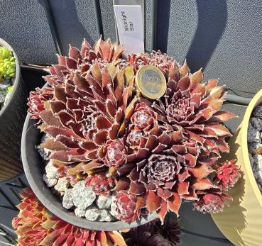 Preview: Midnight Star