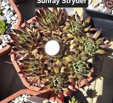 Sunray Stryder