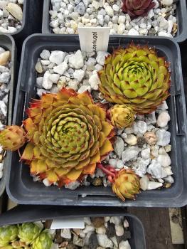 Preview: Zauberkugel