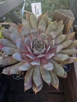 Preview: Krokodil Gena