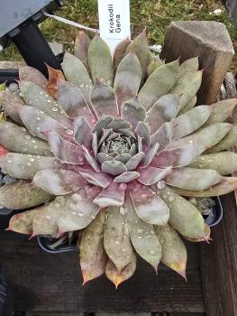 Preview: Krokodil Gena