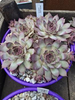 Preview: Andinn Semiasaz