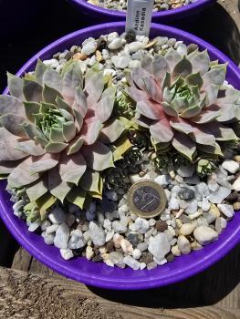 Preview: Andinn Kasadia