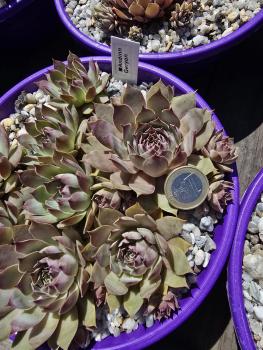 Preview: Andinn Geryon