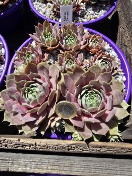 Preview: Andinn Samael