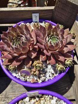 Preview: Andinn Diana