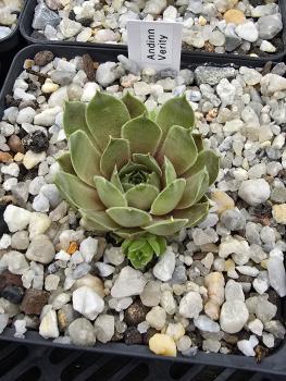 Preview: Andinn Verity