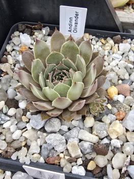 Preview: Andinn Olivander