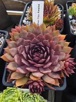 Preview: When You Awake