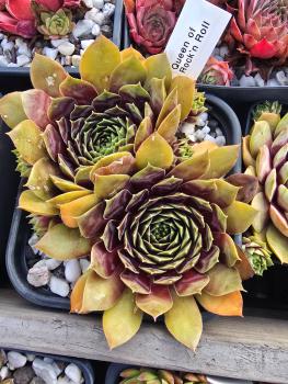 Preview: Queen of Rock´n Roll