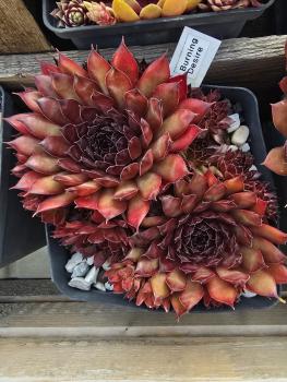 Preview: Burning Desire