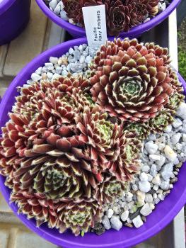 Preview: Pacific Hazy Embers