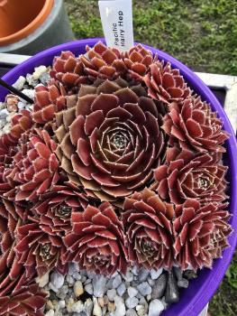 Preview: Pacific Hairy Hep