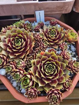 Preview: Alstergraffiti