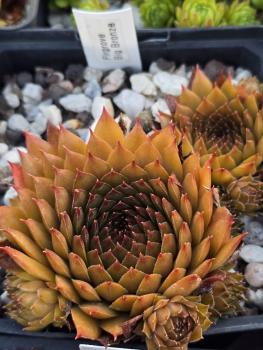 Preview: Firgrove Big Bronze