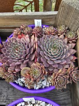 Preview: Andinn Diana