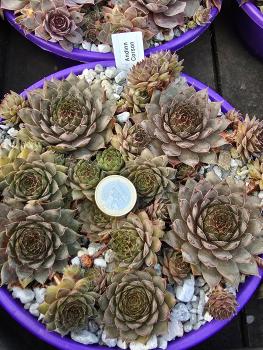 Preview: Andinn Corson