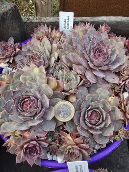 Preview: Andinn Semiasaz