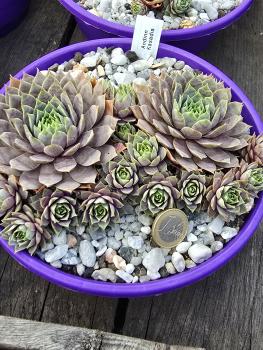 Preview: Andinn Kasadia