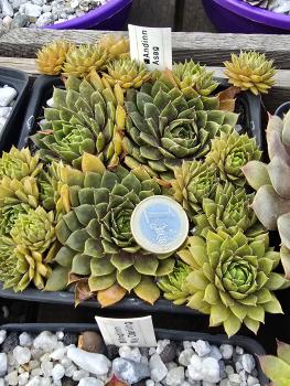 Preview: Andinn Asag