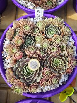 Preview: Pacific Blue Ice