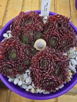 Preview: Pacific Red Tide