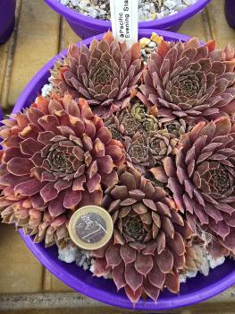 Preview: Pacific Evening Star