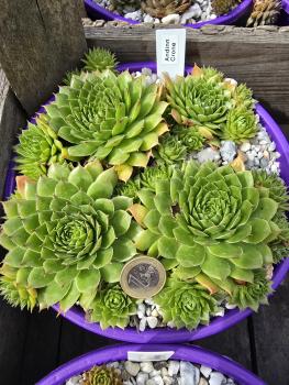 Preview: Andinn Crone