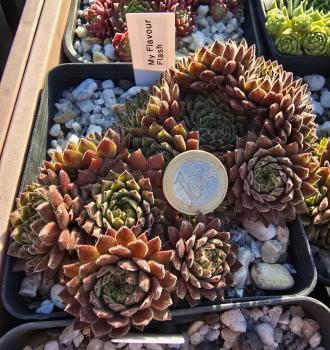 Preview: My flavour Flash